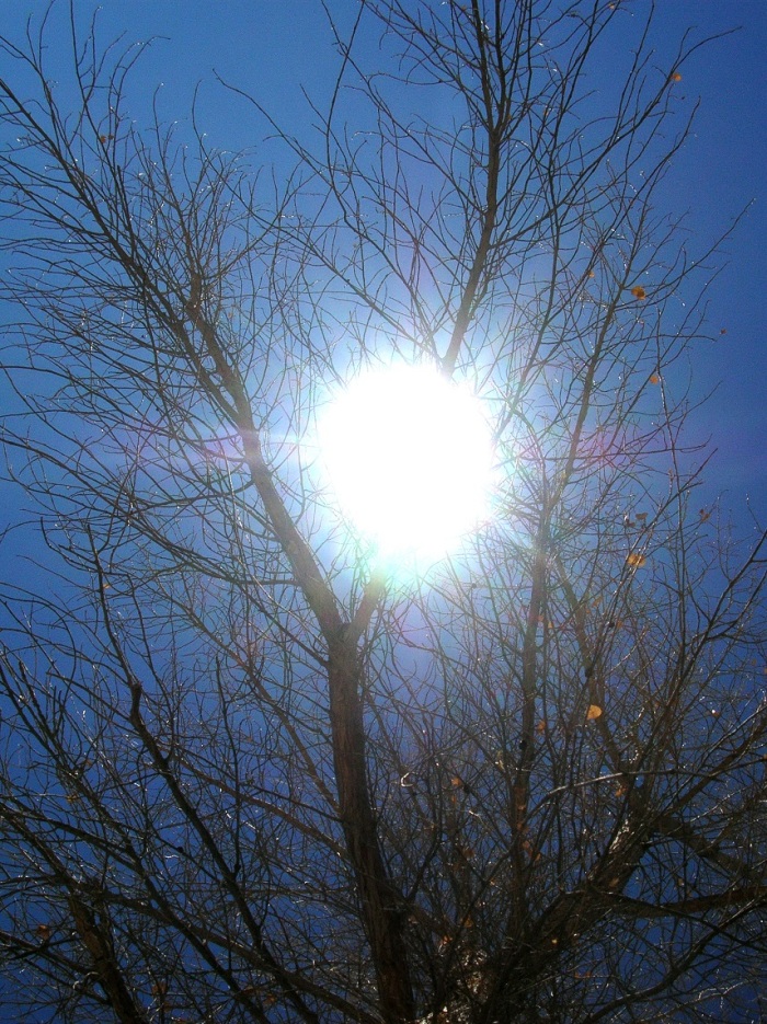 Sun in the tree